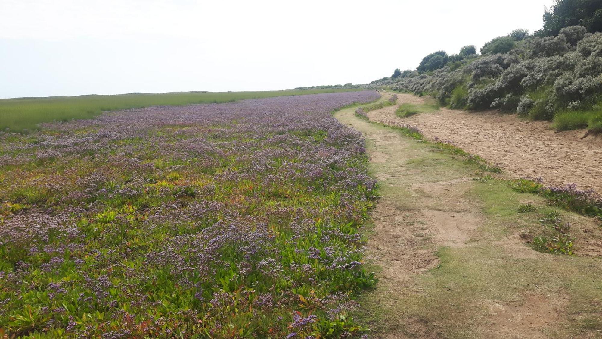 Coastal Annex At Saltfleet * Louth (Lincolnshire)